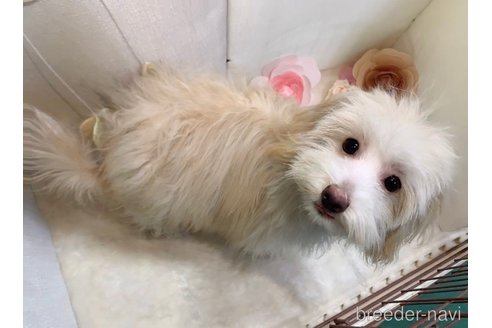 成約済の東京都のマルプー:マルチーズ×トイプードル-255978の4枚目