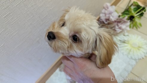 成約済の広島県のチワプー:チワワ×トイプードル-271216の137枚目