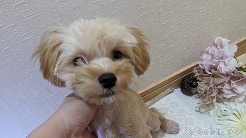 成約済の広島県のチワプー:チワワ×トイプードル-271216の133枚目