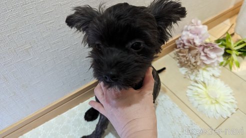 成約済の広島県のチワプー:チワワ×トイプードル-271215の90枚目
