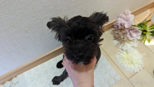 成約済の広島県のチワプー:チワワ×トイプードル-271215の87枚目