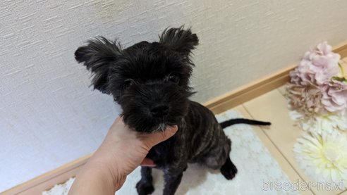 成約済の広島県のチワプー:チワワ×トイプードル-271215の84枚目