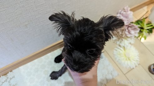 成約済の広島県のチワプー:チワワ×トイプードル-271215の85枚目