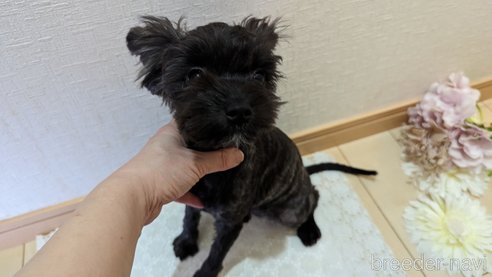 成約済の広島県のチワプー:チワワ×トイプードル-271215の83枚目