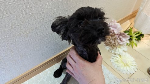 成約済の広島県のチワプー:チワワ×トイプードル-271215の79枚目