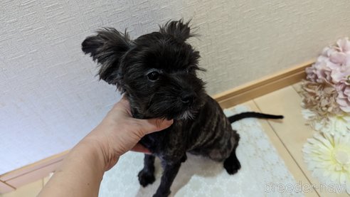 成約済の広島県のチワプー:チワワ×トイプードル-271215の78枚目