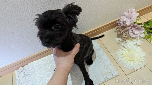 成約済の広島県のチワプー:チワワ×トイプードル-271215の75枚目