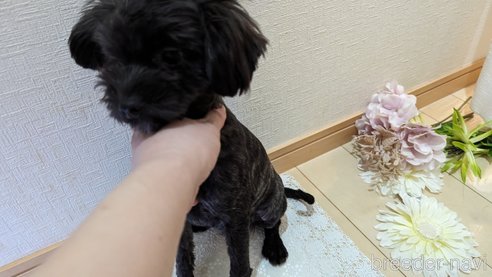成約済の広島県のチワプー:チワワ×トイプードル-271215の76枚目