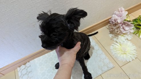 成約済の広島県のチワプー:チワワ×トイプードル-271215の74枚目