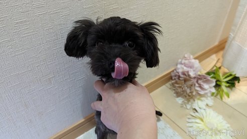 成約済の広島県のチワプー:チワワ×トイプードル-271215の72枚目