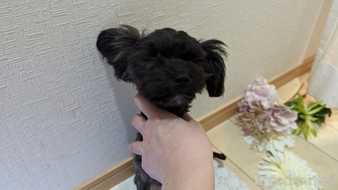 成約済の広島県のチワプー:チワワ×トイプードル-271215の73枚目