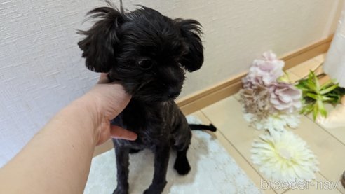 成約済の広島県のチワプー:チワワ×トイプードル-271215の70枚目