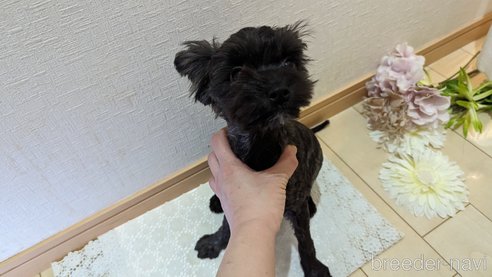 成約済の広島県のチワプー:チワワ×トイプードル-271215の69枚目