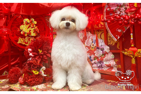 成約済の愛知県のマルプー:マルチーズ×トイプードル-246324の3枚目