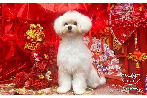 成約済の愛知県のマルプー:マルチーズ×トイプードル-246324の4枚目