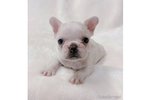 成約済の山口県のフレンチブルドッグ-289818の7枚目