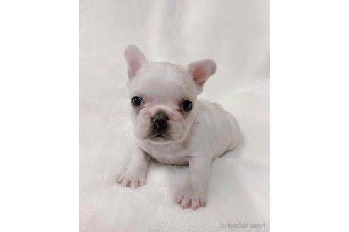 成約済の山口県のフレンチブルドッグ-289818の6枚目