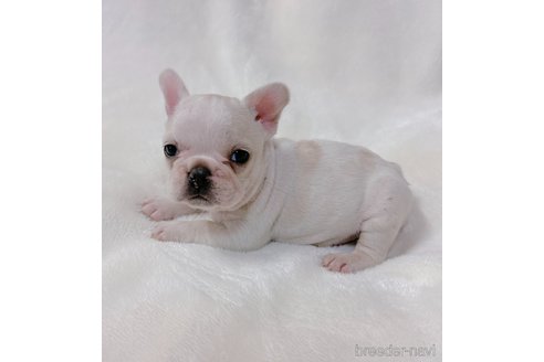 成約済の山口県のフレンチブルドッグ-289818の8枚目