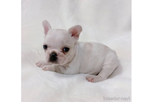 成約済の山口県のフレンチブルドッグ-289818の9枚目