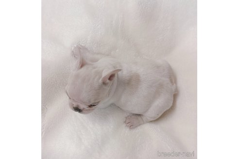 成約済の山口県のフレンチブルドッグ-289818の10枚目