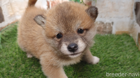 成約済の鹿児島県の柴犬-285469の1枚目