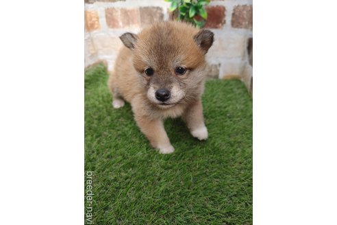 成約済の鹿児島県の柴犬-285469の3枚目