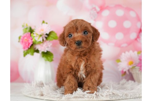 成約済の千葉県のトイプードル-289853