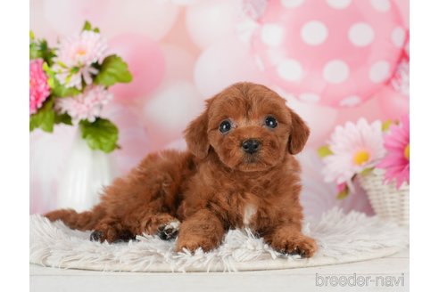 成約済の千葉県のトイプードル-289853の6枚目