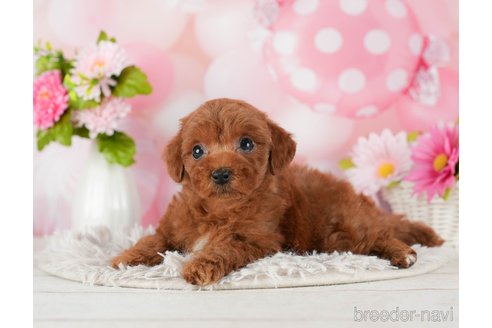 成約済の千葉県のトイプードル-289853の8枚目