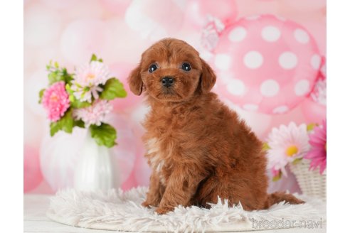 成約済の千葉県のトイプードル-289853の7枚目