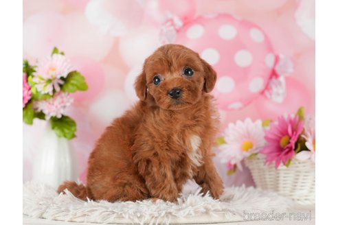 成約済の千葉県のトイプードル-289853の5枚目