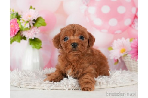 成約済の千葉県のトイプードル-289853の9枚目