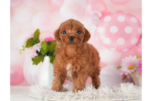 成約済の千葉県のトイプードル-289853の10枚目