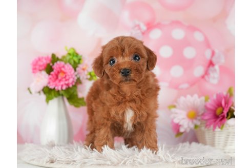 成約済の千葉県のトイプードル-289853の2枚目