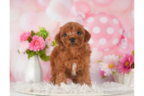 成約済の千葉県のトイプードル-289853の3枚目