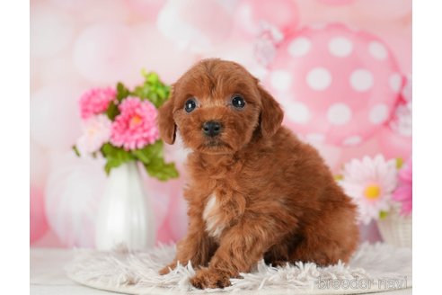 成約済の千葉県のトイプードル-289853の4枚目