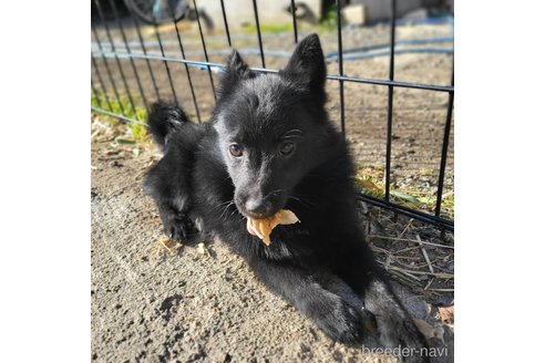 成約済の茨城県のスキッパーキ-268991の11枚目