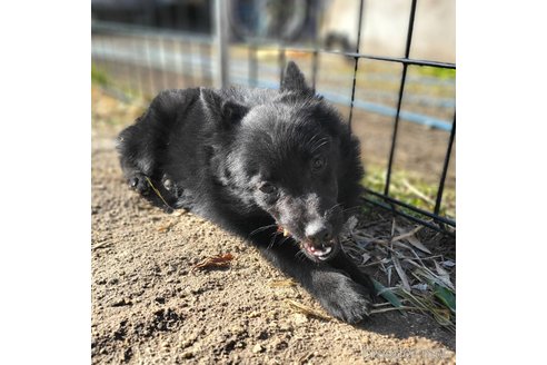成約済の茨城県のスキッパーキ-268991の15枚目