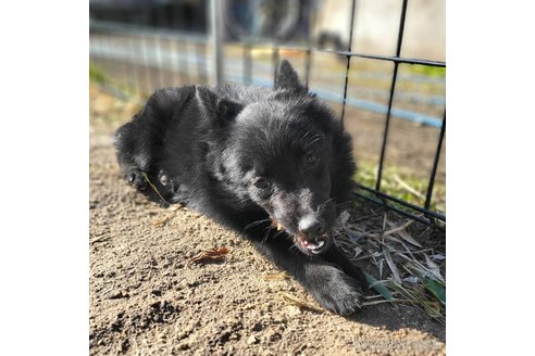 成約済の茨城県のスキッパーキ-268991の14枚目