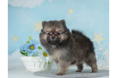 成約済の千葉県のポメラニアン-289861の9枚目