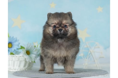 成約済の千葉県のポメラニアン-289861の4枚目