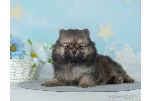 成約済の千葉県のポメラニアン-289861の5枚目