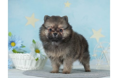 成約済の千葉県のポメラニアン-289861の7枚目