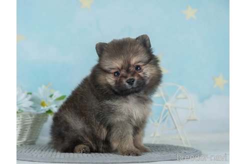 成約済の千葉県のポメラニアン-289861の8枚目