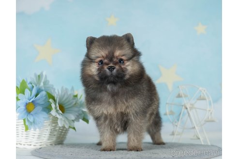 成約済の千葉県のポメラニアン-289861の2枚目