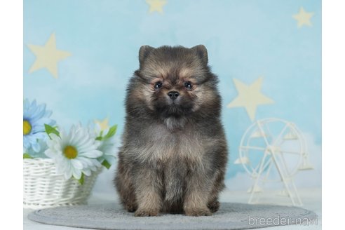 成約済の千葉県のポメラニアン-289861