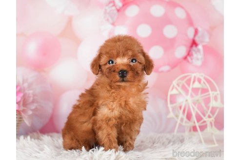 成約済の千葉県のトイプードル-289863の10枚目