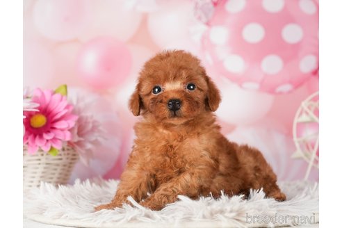 成約済の千葉県のトイプードル-289863の5枚目