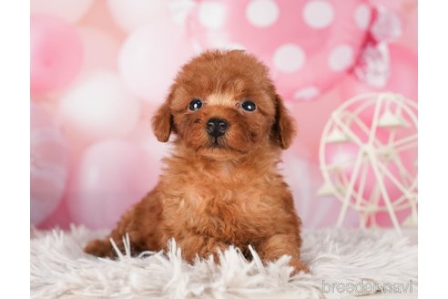 成約済の千葉県のトイプードル-289863の4枚目