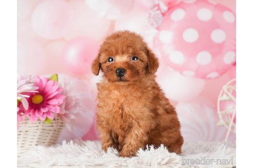 成約済の千葉県のトイプードル-289863の7枚目